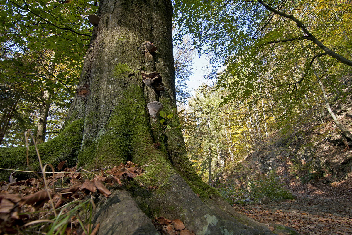 Autumn in the High Fens Photos of autumn in the nature reserve High Fens (Belgium) near Ternell with the small Hill and Getzbach rivers. Stefan Cruysberghs